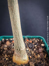 Caudex stem of Moringa Drouhardii, Madagaskar trees, organically grown tropical plants for sale at TOMs FLOWer CLUB.
