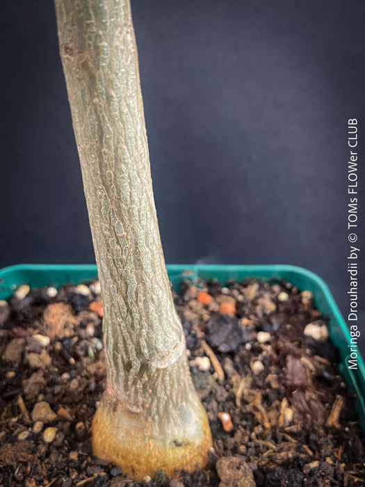Caudex stem of Moringa Drouhardii, Madagaskar trees, organically grown tropical plants for sale at TOMs FLOWer CLUB.