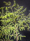 Leaf detail of Moringa Drouhardii, Madagaskar trees, organically grown tropical plants for sale at TOMs FLOWer CLUB.