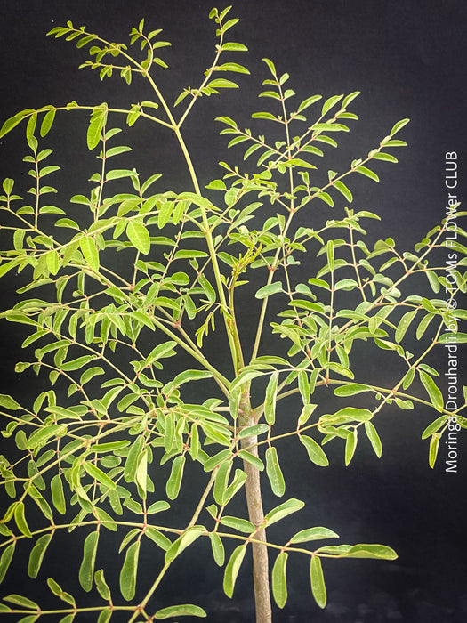 Leaf detail of Moringa Drouhardii, Madagaskar trees, organically grown tropical plants for sale at TOMs FLOWer CLUB.