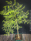 Moringa Drouhardii, Madagaskar trees, organically grown tropical plants for sale at TOMs FLOWer CLUB.