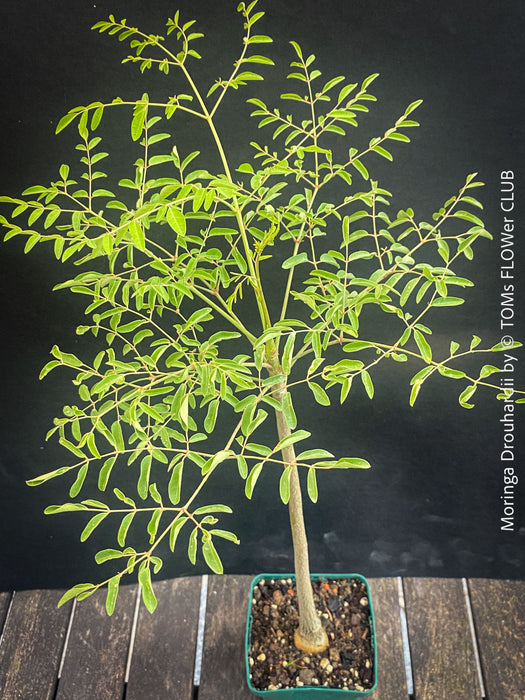 Moringa Drouhardii, Madagaskar trees, organically grown tropical plants for sale at TOMs FLOWer CLUB.