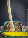 Moringa Drouhardii, Madagaskar trees, organically grown tropical plants for sale at TOMs FLOWer CLUB.