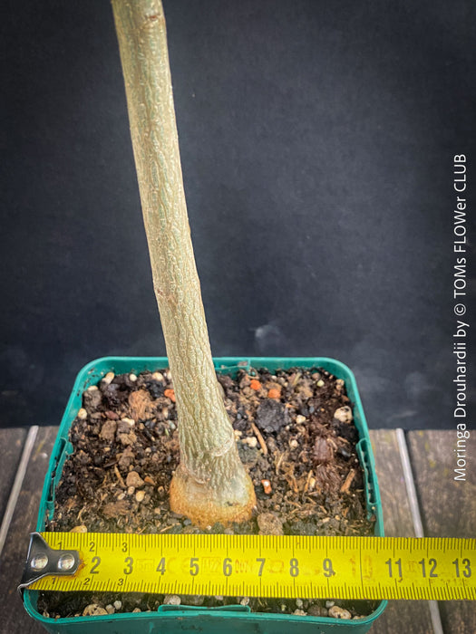 Moringa Drouhardii, Madagaskar trees, organically grown tropical plants for sale at TOMs FLOWer CLUB.