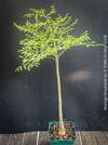 Moringa Drouhardii, Madagaskar trees, organically grown tropical plants for sale at TOMs FLOWer CLUB.