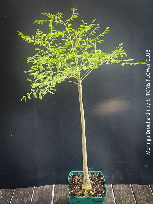 Moringa Drouhardii, Madagaskar trees, organically grown tropical plants for sale at TOMs FLOWer CLUB.