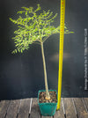Moringa Drouhardii, Madagaskar trees, organically grown tropical plants for sale at TOMs FLOWer CLUB.
