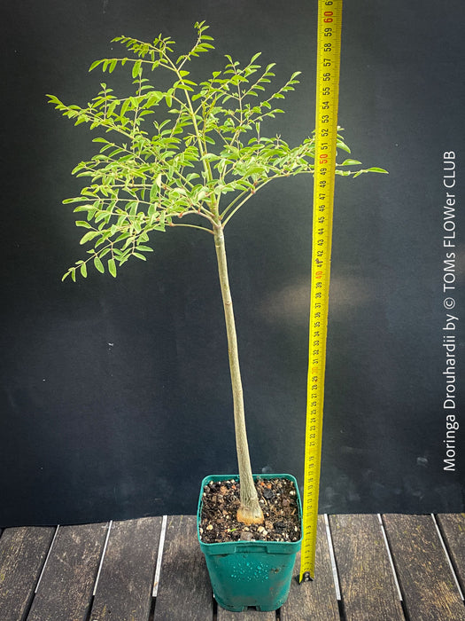 Moringa Drouhardii, Madagaskar trees, organically grown tropical plants for sale at TOMs FLOWer CLUB.