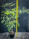 Moringa hildebrandti, Madagaskar trees, organically grown tropical plants for sale at TOMs FLOWer CLUB.