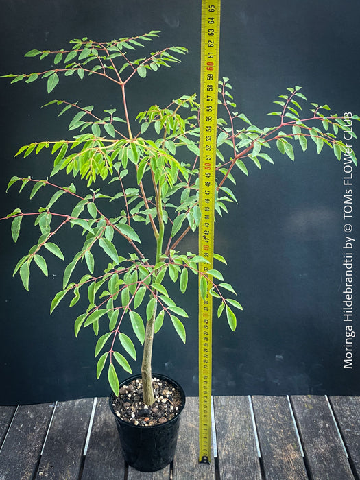 Moringa hildebrandti, Madagaskar trees, organically grown tropical plants for sale at TOMs FLOWer CLUB.