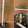 Moringa hildebrandti, Madagaskar trees, organically grown tropical plants for sale at TOMs FLOWer CLUB.