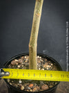 Moringa hildebrandti, Madagaskar trees, organically grown tropical plants for sale at TOMs FLOWer CLUB.