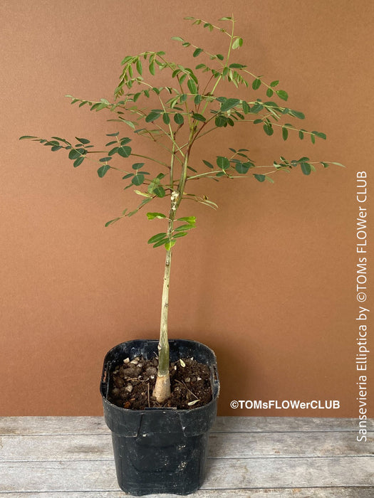moringa bonsai tree Moringa Hildebrandtii | organically grown caudex plants