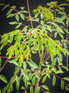 Moringa hildebrandti, Madagaskar trees, organically grown tropical plants for sale at TOMs FLOWer CLUB.