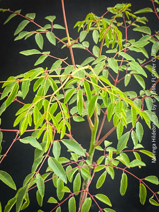 Moringa hildebrandti, Madagaskar trees, organically grown tropical plants for sale at TOMs FLOWer CLUB.