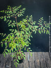 Moringa hildebrandti, Madagaskar trees, organically grown tropical plants for sale at TOMs FLOWer CLUB.
