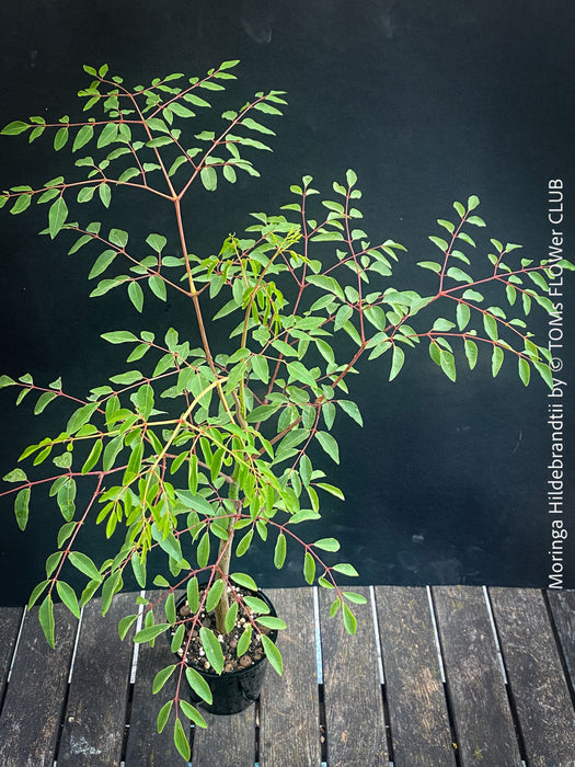 Moringa hildebrandti, Madagaskar trees, organically grown tropical plants for sale at TOMs FLOWer CLUB.