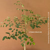 Moringa hildebrandti, Madagaskar trees, organically grown tropical plants for sale at TOMs FLOWer CLUB.