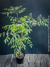 Moringa Drouhardii, Madagaskar trees, organically grown tropical plants for sale at TOMs FLOWer CLUB.