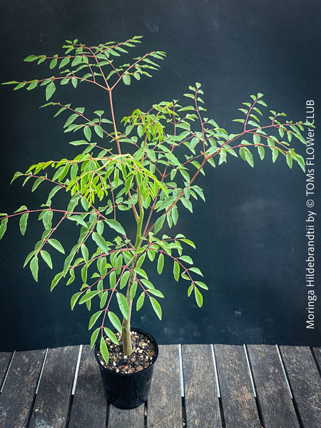 Moringa Drouhardii, Madagaskar trees, organically grown tropical plants for sale at TOMs FLOWer CLUB.