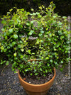 Muehlenbeckia Complexa, Wire Vine, Creeping Wire Vine, organically grown plants for sale at TOMs FLOWer CLUB.