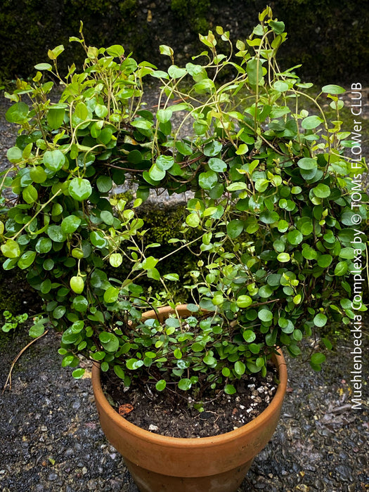 Muehlenbeckia Complexa, Wire Vine, Creeping Wire Vine, organically grown plants for sale at TOMs FLOWer CLUB.