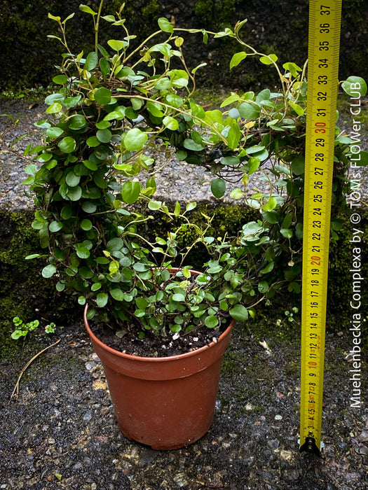 Muehlenbeckia Complexa, Wire Vine, Creeping Wire Vine, organically grown plants for sale at TOMs FLOWer CLUB.