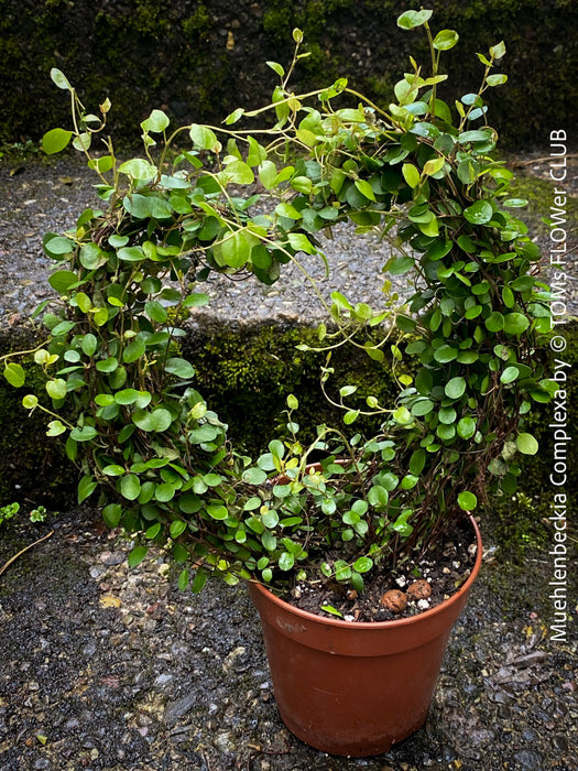 Muehlenbeckia Complexa, Wire Vine, Creeping Wire Vine, organically grown plants for sale at TOMs FLOWer CLUB.