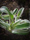 Murdannia Loriformis Albo Variegata, organically grown tropical plants for sale at TOMs FLOWer CLUB. 