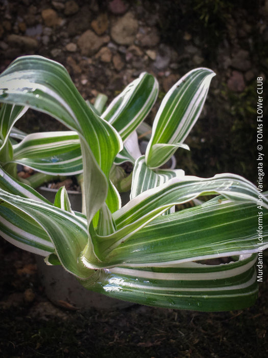 Murdannia Loriformis Albo Variegata, organically grown tropical plants for sale at TOMs FLOWer CLUB. 