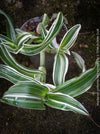 Murdannia Loriformis Albo Variegata, organically grown tropical plants for sale at TOMs FLOWer CLUB. 