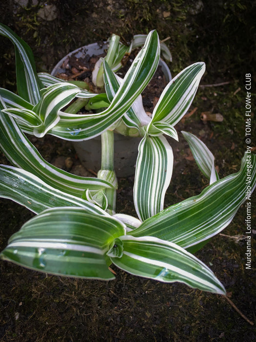 Murdannia Loriformis Albo Variegata, organically grown tropical plants for sale at TOMs FLOWer CLUB. 