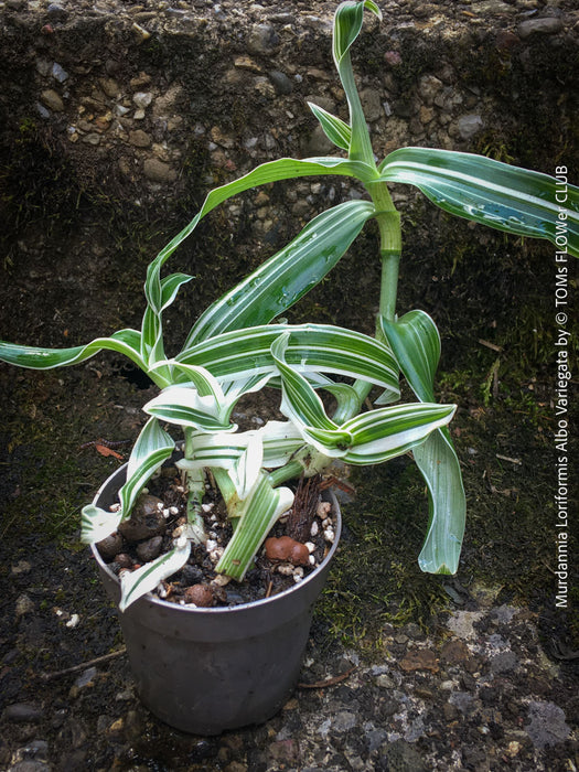 Murdannia Loriformis Albo Variegata, organically grown tropical plants for sale at TOMs FLOWer CLUB. 