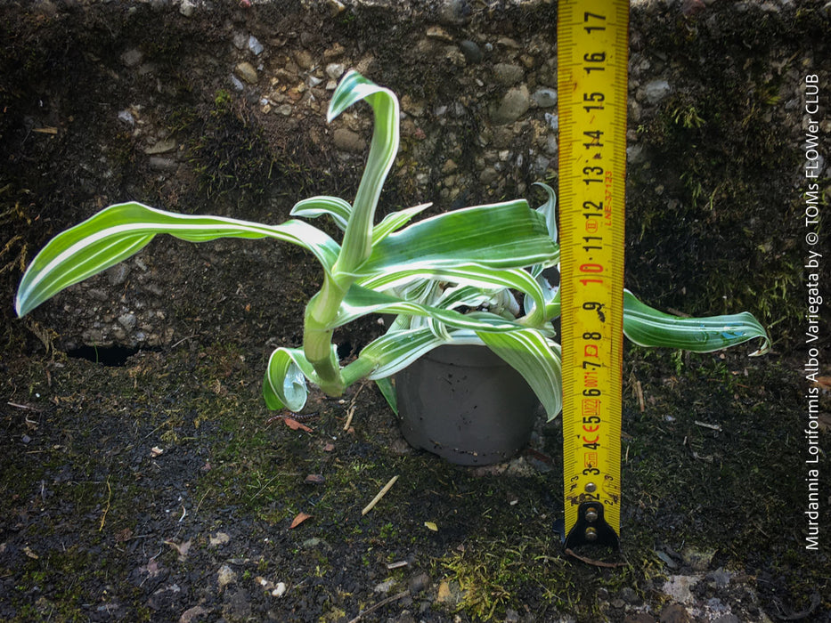 Murdannia Loriformis Albo Variegata, organically grown tropical plants for sale at TOMs FLOWer CLUB. 