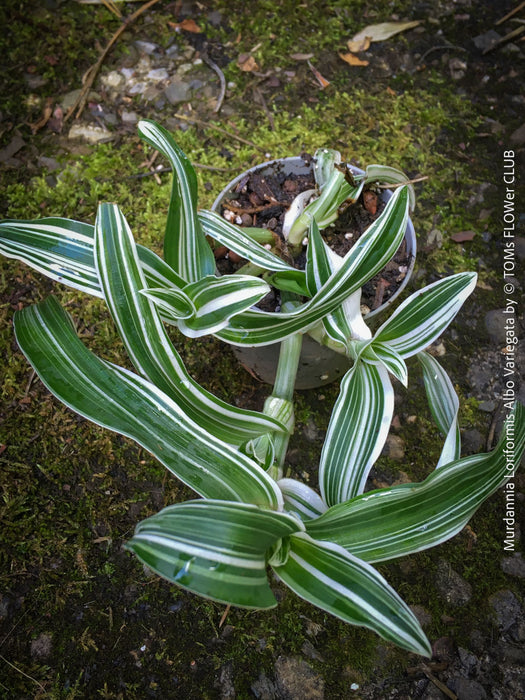 Murdannia Loriformis Albo Variegata, organically grown tropical plants for sale at TOMs FLOWer CLUB. 