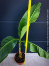 Hardy garden banana Musa basjoo with large green tropical leaves in outdoor setting for sale at TOMs FLOWer CLUB. 