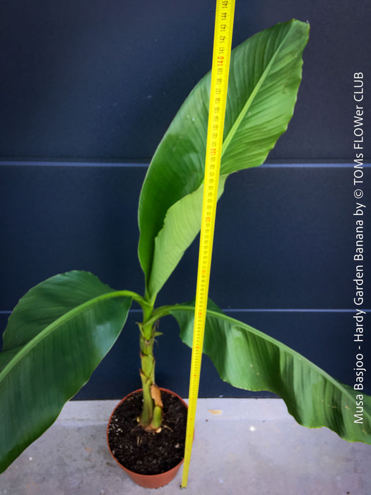 Hardy garden banana Musa basjoo with large green tropical leaves in outdoor setting for sale at TOMs FLOWer CLUB. 