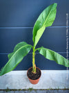Hardy garden banana Musa basjoo with large green tropical leaves in outdoor setting for sale at TOMs FLOWer CLUB. 
