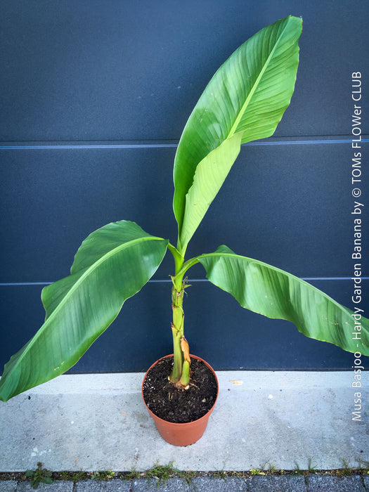 Hardy garden banana Musa basjoo with large green tropical leaves in outdoor setting for sale at TOMs FLOWer CLUB. 