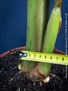 Hardy garden banana Musa basjoo with large green tropical leaves in outdoor setting for sale at TOMs FLOWer CLUB. 