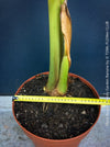 Hardy garden banana Musa basjoo with large green tropical leaves in outdoor setting for sale at TOMs FLOWer CLUB. 
