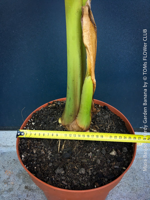 Hardy garden banana Musa basjoo with large green tropical leaves in outdoor setting for sale at TOMs FLOWer CLUB. 