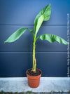 Hardy garden banana Musa basjoo with large green tropical leaves in outdoor setting for sale at TOMs FLOWer CLUB. 