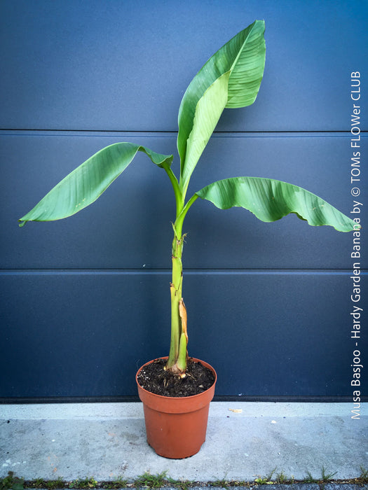 Hardy garden banana Musa basjoo with large green tropical leaves in outdoor setting for sale at TOMs FLOWer CLUB. 