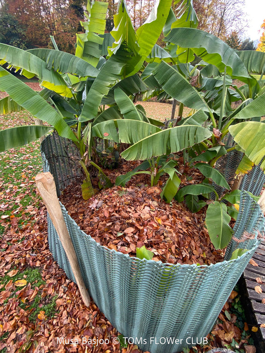 Hardy garden banana Musa basjoo with large green tropical leaves in outdoor setting for sale at TOMs FLOWer CLUB. 