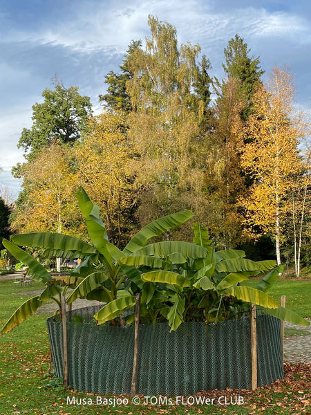 Hardy garden banana Musa basjoo with large green tropical leaves in outdoor setting for sale at TOMs FLOWer CLUB. 