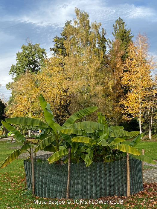 Hardy garden banana Musa basjoo with large green tropical leaves in outdoor setting for sale at TOMs FLOWer CLUB. 