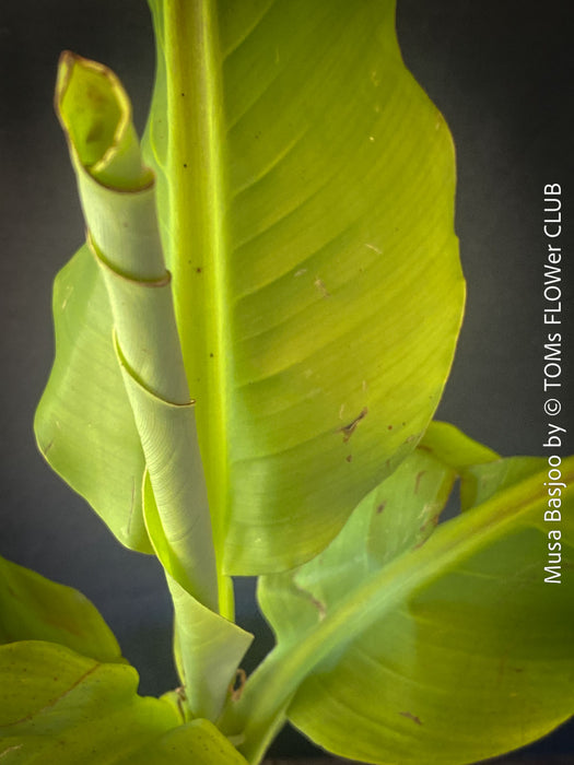 Hardy garden banana Musa basjoo with large green tropical leaves in outdoor setting for sale at TOMs FLOWer CLUB. 