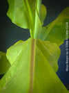 Hardy garden banana Musa basjoo with large green tropical leaves in outdoor setting for sale at TOMs FLOWer CLUB. 