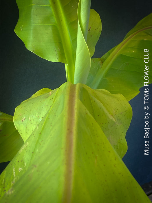 Hardy garden banana Musa basjoo with large green tropical leaves in outdoor setting for sale at TOMs FLOWer CLUB. 